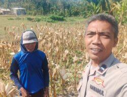 Bhabinkamtibmas Eyat Mayang Dampingi Petani Jagung untuk Perkuat Ketahanan Pangan