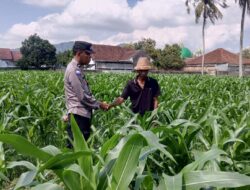 Polisi dan Warga Desa Kuripan Bersinergi Wujudkan Ketahanan Pangan Lokal