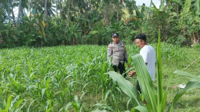 Polri di Tengah Petani Jagung: DDS Bangun Ketahanan Pangan Sekotong