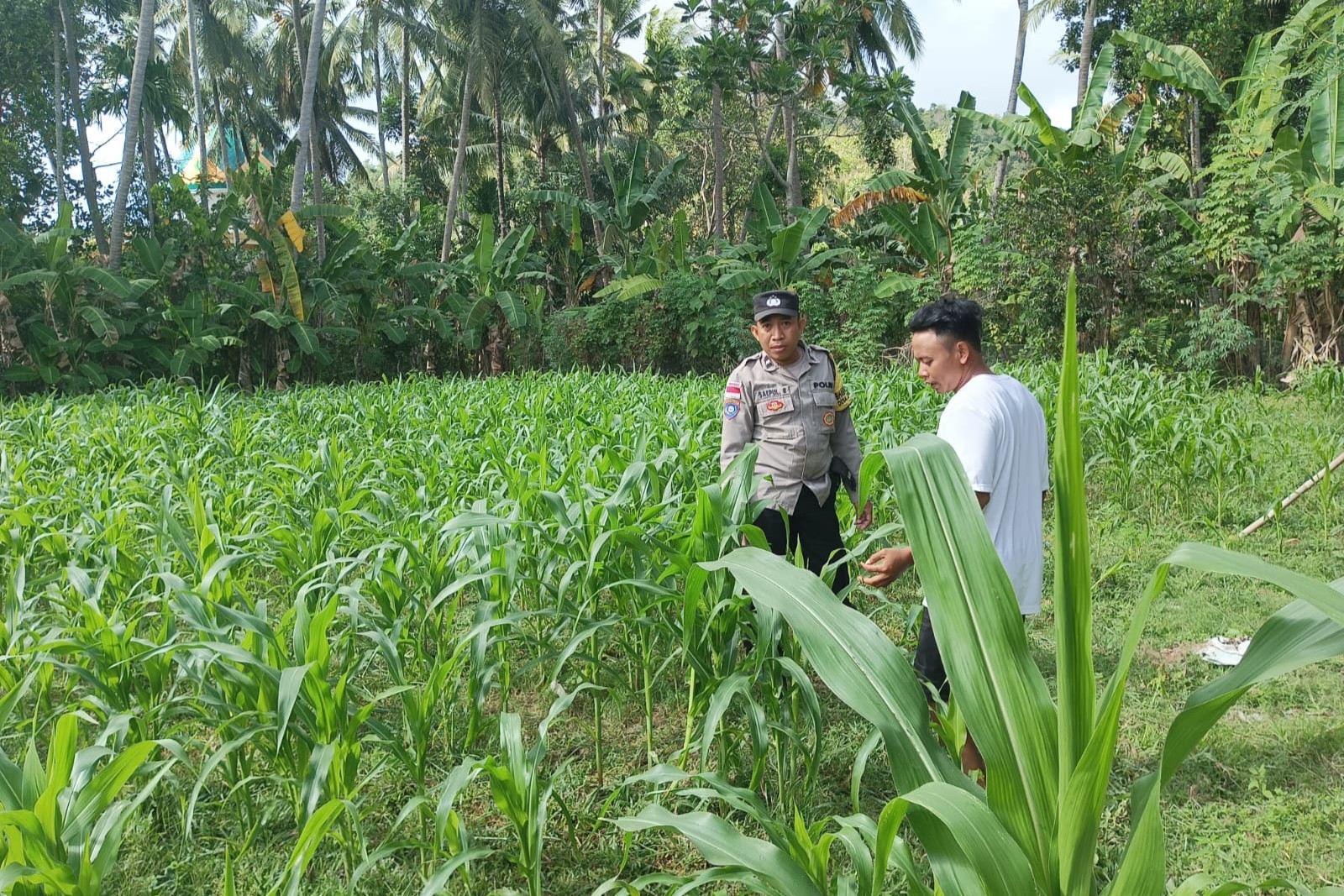 Polri di Tengah Petani Jagung: DDS Bangun Ketahanan Pangan Sekotong