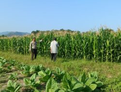 Kapolsek Buer Apresiasi Bhabinkamtibmas dan Warga Tarusa dalam Mendukung Ketahanan Pangan Nasional