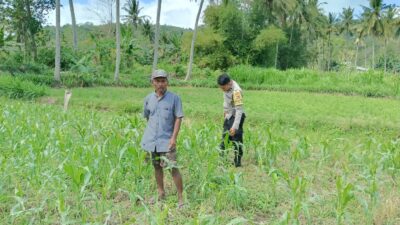 Jagung dan Keamanan: Bhabinkamtibmas Cendi Manik Turun ke Lahan