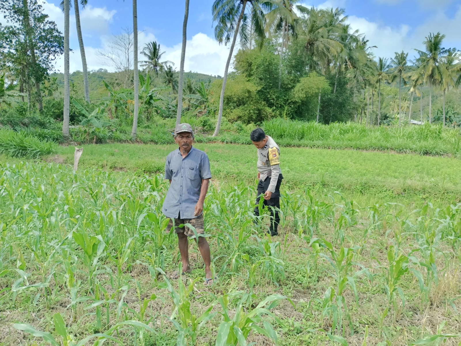 Jagung dan Keamanan: Bhabinkamtibmas Cendi Manik Turun ke Lahan