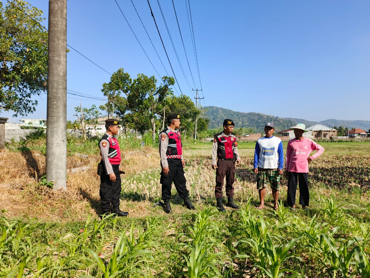Polri Hadir Bantu Petani Jagung Wujudkan Swasembada di Lombok Barat