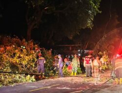 Kolaborasi TNI, Polri, Damkar Evakuasi Pohon Tumbang