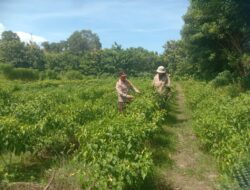Bhabinkamtibmas Desa Rhee Pantau Ketahanan Pangan, Jalin Kedekatan dengan Petan