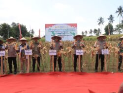 Kapolres Loteng Dampingi Kapolda NTB Panen Raya Jagung Serentak Kuartal III di Batukliang. ‎ ‎
