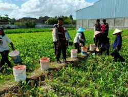 Polres Lombok Barat Dukung Swasembada Pangan Lewat Patroli Jagung di Desa Gerung