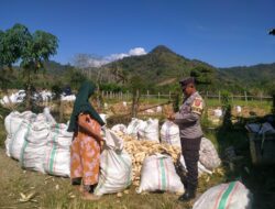 Bhabinkamtibmas Seteluk Tengah Dampingi Petani Panen Jagung, Hasil Capai 16 Ton