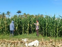 Pantau Tanaman Jagung, Bhabinkamtibmas Kec. Buer Sumbawa Dukung Ketahanan Pangan