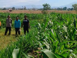 Kapolsek Dompu Lakukan Pengecekan Tanaman Jagung Program Ketahanan Pangan di Desa O’o