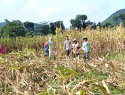 Bhabinkamtibmas desa adu polsek hu’u laksanakan sambang dan bantu panen jagung dalam rangka dukung program ketahanan pangan nasional