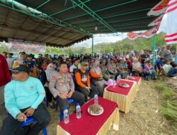 Lomba Barapan Kerbau Meriahkan HUT RI ke-80 di Desa Sekongkang Atas