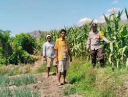 Bhanbinkamtibmas Desa Mumbu pantau tanaman jagung milik warga binaan dalam rangka dukungan terhadap program ketahanan pangan nasional menuju indonesia emas 2045