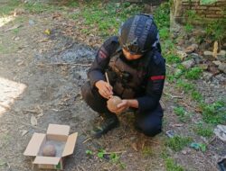 Diduga Granat, Dua Benda Mirip Peluru Meriam Kuno Ditemukan di Hutan Plampang Sumbawa