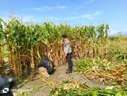 Bhabinkamtibmas Desa Hu’u Dampingi Warga Panen Jagung, Dorong Semangat Ketahanan Pangan