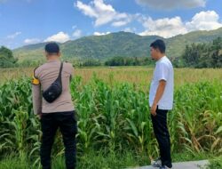 Polsek Kuripan Dampingi Petani Jagung Kuripan Selatan untuk Perkuat Ketahanan Pangan