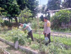 Sinergi Polri dan Petani Dusun Tegal Wujudkan Kemandirian Pangan Desa Jagaraga