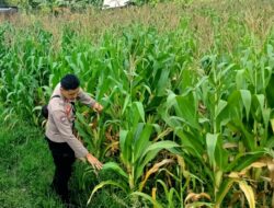 Bhabinkamtibmas Kuripan Selatan Ajak Petani Jagung Jual Hasil Panen ke Bulog