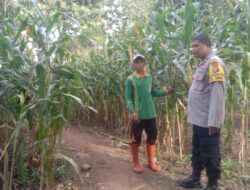 BHABINKAMTIBMAS SIMPASAI TINJAU LAHAN JAGUNG JELANG PANEN