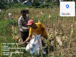 Bhabinkamtibmas Desa Gumantar Dampingi Panen Jagung Lanjutan Kuartal III Sebagai Wujud Dukungan Program Ketahanan Pangan