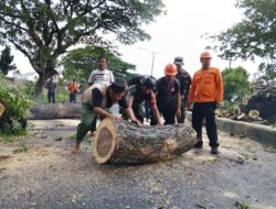 TNI, BPBD, dan Warga Kuripan Evakuasi Pohon Tumbang di By Pass BIL