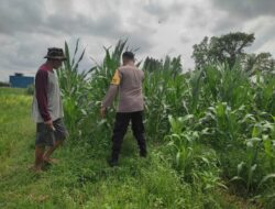 Polsek Labuapi Dampingi Petani Jagung di Dusun Kuranji Bangsal Lombok Barat