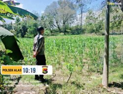 Dukung Ketahanan Pangan Nasional, Bhabinkamtibmas Labuhan Alas Cek Lahan Jagung Warga