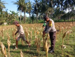 Bhabinkamtibmas Gerung Dampingi Petani Jagung Jaga Ketahanan Pangan