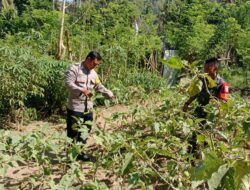 Sinergi Polri dan Warga: Bhabinkamtibmas Moteng Kawal Program Ketahanan Pangan Nasional