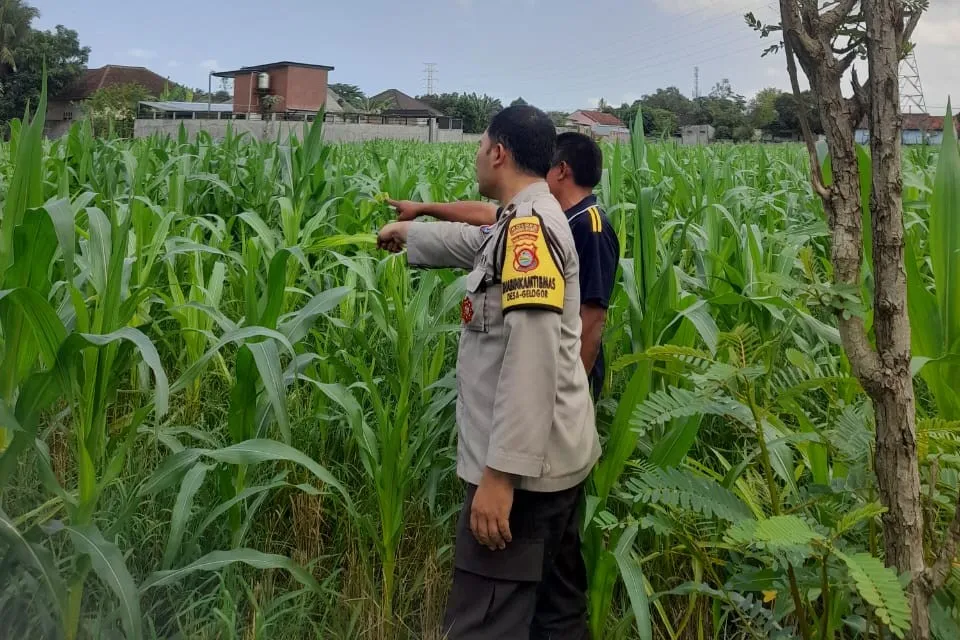Lombok Barat, NTB – Komitmen Kepolisian Negara Republik Indonesia (Polri) dalam mendukung program ketahanan pangan nasional terus diwujudkan hingga ke tingkat desa. Di wilayah hukum Polres Lombok Barat, upaya nyata ini ditunjukkan melalui peran aktif Bhabinkamtibmas yang intensif mendampingi para petani. Salah satunya adalah kegiatan sambang yang dilakukan oleh Bhabinkamtibmas Desa Gelogor, Aipda Ahyar Haryanto, di Dusun Gelogor Selatan pada hari Rabu, 8 Oktober 2025. Sejak pukul 09.25 Wita, Aipda Ahyar Haryanto telah berada di tengah-tengah warga dan lahan pertanian, khususnya tanaman jagung, yang menjadi komoditas unggulan di daerah tersebut. Kegiatan ini tidak hanya sebatas kunjungan rutin, melainkan merupakan perwujudan sinergi antara aparat keamanan dengan masyarakat dalam menjamin ketersediaan pangan di tingkat lokal. Motivasi dan Pendampingan Langsung di Lahan Pertanian Dalam kunjungannya, Aipda Ahyar Haryanto berinteraksi langsung dengan para petani, melihat dari dekat kondisi tanaman jagung mereka, serta mendengarkan aspirasi dan kendala yang dihadapi. Kehadiran Bhabinkamtibmas di tengah areal persawahan ini memiliki nilai strategis ganda, yaitu menjaga keamanan dan ketertiban masyarakat (Kamtibmas) sekaligus memberikan motivasi dan dukungan moril dalam meningkatkan hasil panen. Petani di Dusun Gelogor Selatan menyambut baik kehadiran Aipda Ahyar Haryanto. Mereka merasa diperhatikan dan mendapatkan suntikan semangat untuk lebih giat dalam mengelola lahan. Tanaman jagung yang menjadi fokus sambang kali ini diharapkan dapat berkontribusi signifikan terhadap pasokan pangan, baik untuk kebutuhan lokal maupun nasional. Polri Dorong Peningkatan Semangat Bertani Warga Peran Bhabinkamtibmas dalam program ketahanan pangan merupakan bagian integral dari tugas tambahan Polri. Mereka berfungsi sebagai jembatan komunikasi yang efektif antara program-program pemerintah di sektor pertanian dengan implementasinya di masyarakat petani. Hal ini sejalan dengan arahan pimpinan Polri untuk menjadikan personel di lapangan sebagai motor penggerak pembangunan dan kesejahteraan masyarakat. Kepala Bagian Sumber Daya Manusia (Kabag SDM) Polres Lombok Barat, AKP Taufik Hidayat, S.H., menegaskan bahwa dukungan terhadap sektor pertanian adalah prioritas. Beliau menyoroti pentingnya peran Bhabinkamtibmas sebagai ujung tombak dalam mencapai sasaran ketahanan pangan. “Kami dari Polres Lombok Barat sangat serius mendukung program pemerintah di bidang ketahanan pangan. Kehadiran Bhabinkamtibmas seperti Aipda Ahyar Haryanto di Desa Gelogor adalah bukti nyata komitmen kami,” ujar AKP Taufik Hidayat, S.H. Beliau melanjutkan, “Kami berharap para petani di Gelogor, khususnya yang membudidayakan jagung, terus semangat dan konsisten dalam merawat tanamannya. Aipda Ahyar Haryanto bertugas untuk memotivasi mereka agar lebih giat dalam bertani, karena keberhasilan pertanian adalah fondasi utama dari ketahanan pangan daerah kita.” Kontribusi Jagung dalam Mewujudkan Swasembada Pangan Komoditas jagung memiliki peran vital sebagai salah satu penopang utama kebutuhan pangan dan pakan di Indonesia. Peningkatan produksi jagung di daerah seperti Gelogor, Lombok Barat, secara langsung akan memperkuat swasembada pangan nasional dan stabilitas harga komoditas. Melalui kegiatan sambang ini, Bhabinkamtibmas juga menyampaikan pesan-pesan yang bersifat edukatif. Selain memberikan dorongan, mereka turut mengingatkan petani mengenai pentingnya pola tanam yang efisien, penggunaan bibit unggul, serta upaya pencegahan gangguan keamanan di lahan pertanian. Kolaborasi dengan instansi terkait, seperti Penyuluh Pertanian Lapangan (PPL), akan terus diperkuat untuk memberikan bimbingan teknis yang optimal kepada warga. Dengan sinergi yang kuat antara Polri, khususnya Bhabinkamtibmas, dan seluruh elemen masyarakat petani, diharapkan Desa Gelogor dapat menjadi contoh keberhasilan dalam mewujudkan masyarakat yang mandiri secara pangan, sehat, dan sejahtera. Keaktifan Aipda Ahyar Haryanto dalam mendampingi petani menjadi cerminan bahwa aparat keamanan tidak hanya bertugas menjaga keamanan, tetapi juga menjadi mitra strategis dalam upaya meningkatkan kesejahteraan dan ketahanan pangan bangsa.