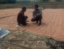 BHABINKAMTIBMAS DESA RASABOU POLSEK HU’U POLRES DOMPU LAKUKAN PEMANTAUAN HASIL PANEN WARGA DALAM MENDUKUNG PROGRAM KETAHANAN PANGAN NASIONAL