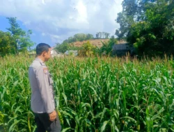 Bhabinkamtibmas Dampingi Petani Jagung, Wujud Nyata Dukungan Polri di Desa Perampuan