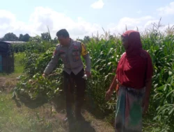 Bhabinkamtibmas Kuripan Dorong Warga Mandiri Pangan