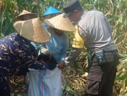 Bhabinkamtibmas Turun ke Sawah, Dampingi Petani Panen Jagung di Gerung