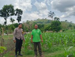 Bhabinkamtibmas Desa Banggo Laksanakan Pemetaan Lahan Pertanian untuk Persiapan Pola Tanam Kuartal ke-3 Tahun 2025