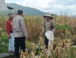 Bhabinkamtibmas Babussalam Dampingi Petani Panen Jagung Melimpah