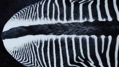 5 Kelas Hewan Vertebrata yang Paling Memukau di Bumi, Wajib Tahu!