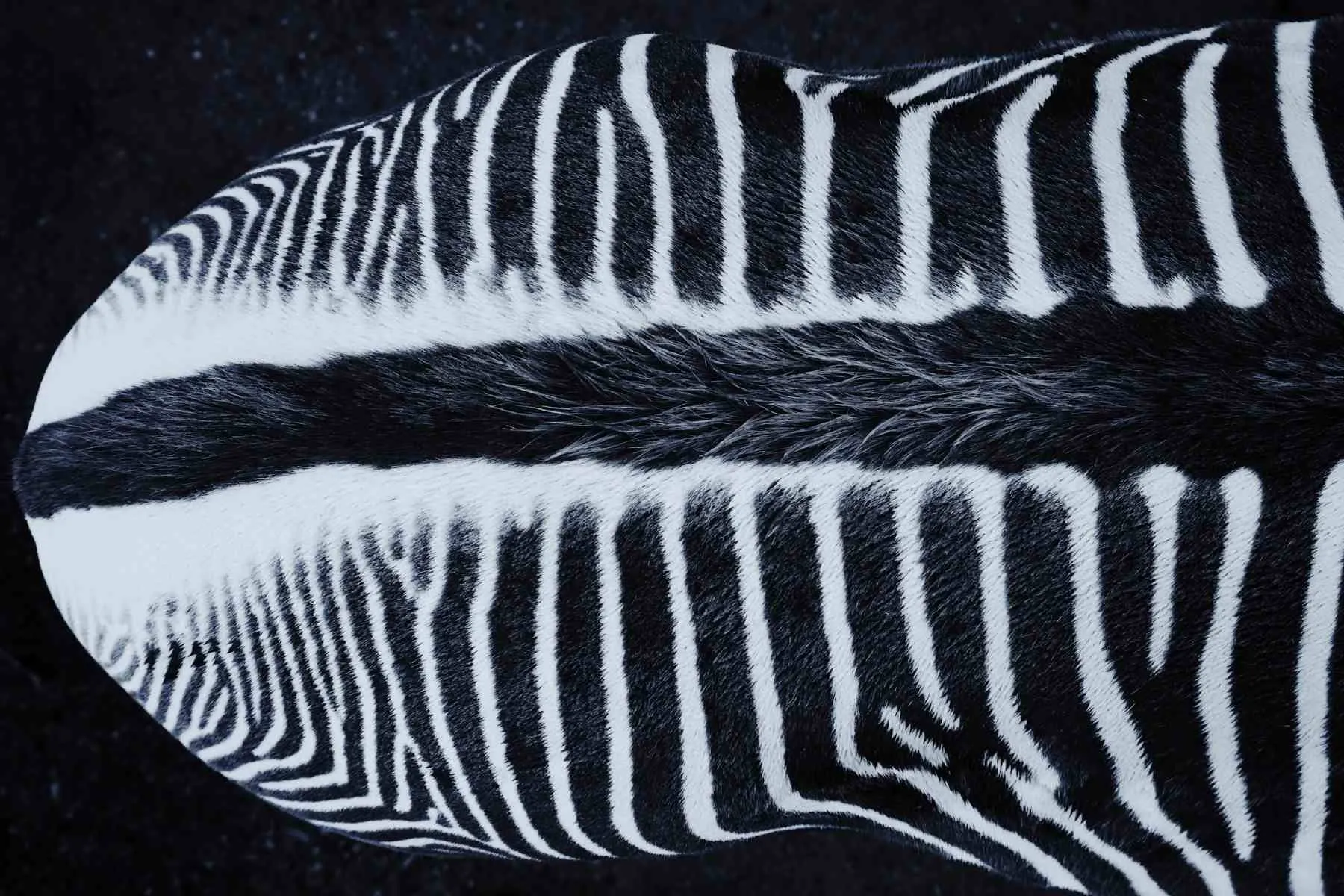 5 Kelas Hewan Vertebrata yang Paling Memukau di Bumi, Wajib Tahu!