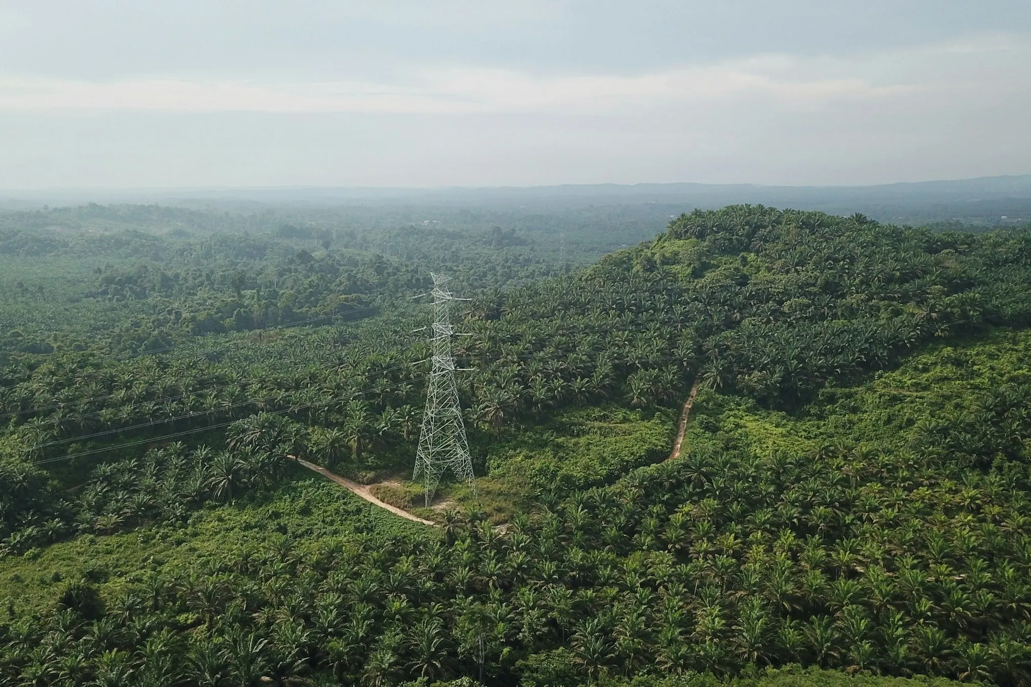 Wajib Tahu! Definisi dan Contoh Komoditas Unggulan Indonesia yang Mendunia