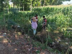 Polres Lombok Barat Turun ke Sawah Dampingi Petani Jagung