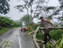 Gerak Cepat Polsek Asakota Evakuasi Pohon Tumbang yang Menutup Akses Jalan Umum di Ncai Kapenta