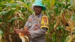 Polri Kawal Panen Jagung Desa Beleka, Pastikan Hasil Terserap Bulog