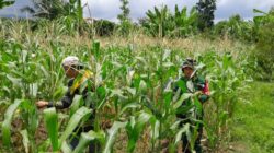 Babinsa dan Petani Karang Bayan Cek Pertumbuhan Jagung, Wujudkan Ketahanan Pangan Berkelanjutan