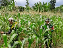 Babinsa dan Petani Karang Bayan Cek Pertumbuhan Jagung, Wujudkan Ketahanan Pangan Berkelanjutan