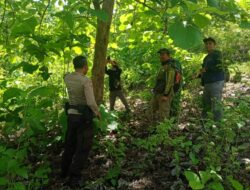 Jaga Lingkungan dan Sumber Daya Hutan, Polsek Lape Bersinergi dengan BKPH Verifikasi Potensi Jati