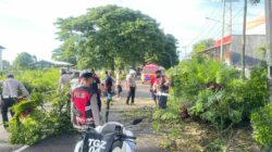 Polres Loteng Evakuasi Pohon Tumbang di Praya.