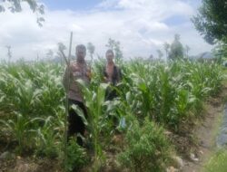 Bhabinkamtibmas Gerung Kawal Ketahanan Pangan Desa