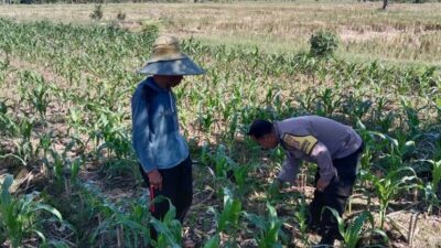 Bhabinkamtibmas Dampingi Petani Jagung, Perkuat Ketahanan Pangan