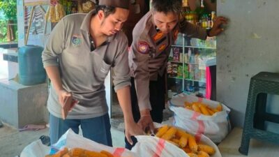 Bhabinkamtibmas Dampingi Panen Jagung di Lombok Barat